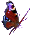 butterflybluex