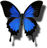 ulyssys butterfly